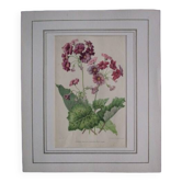 Old botanical engraving "primula"