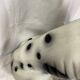 Ceramic dog, Great Dane