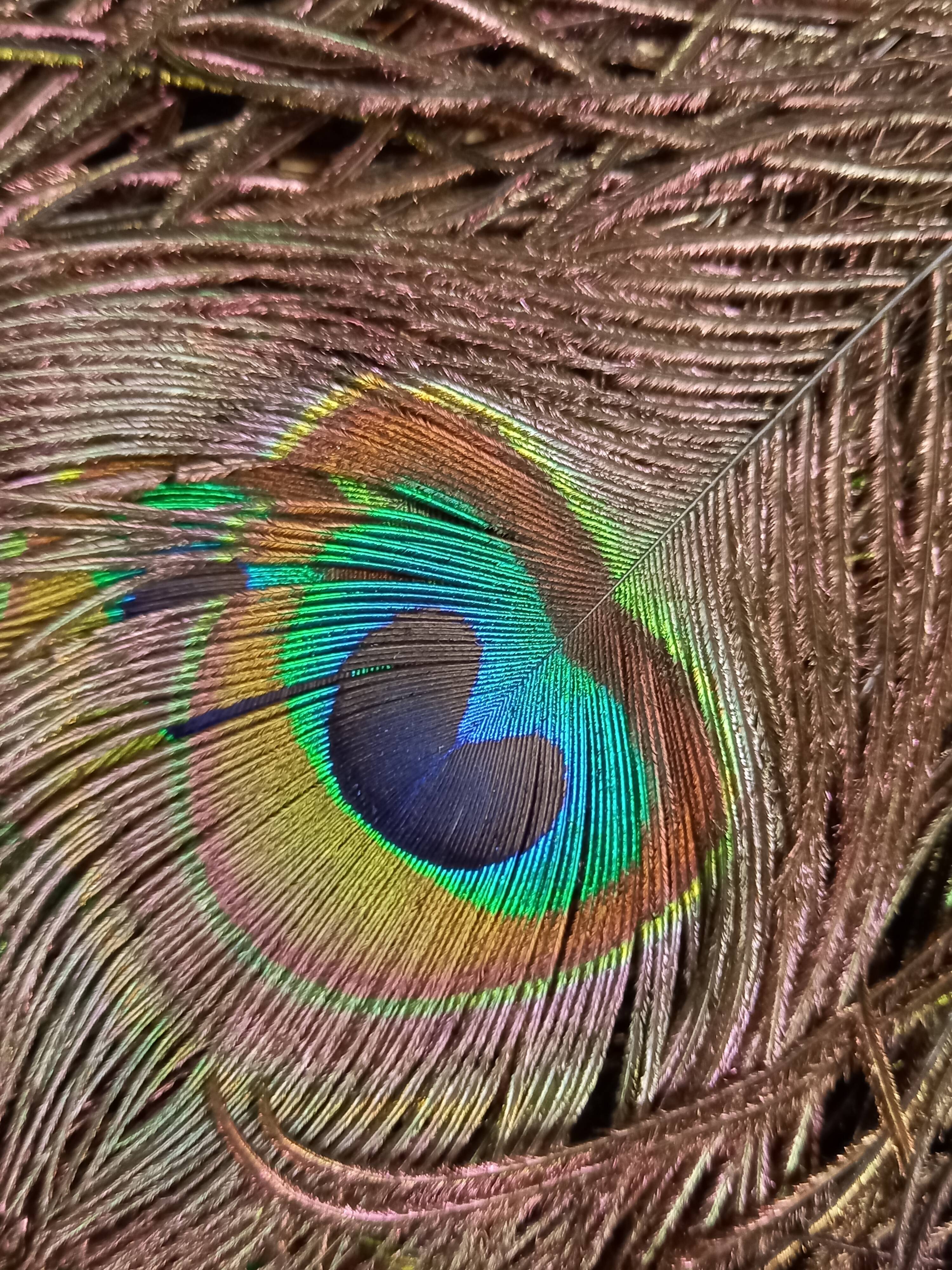 Double-sided peacock feathered eventail