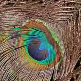 Double-sided peacock feathered eventail