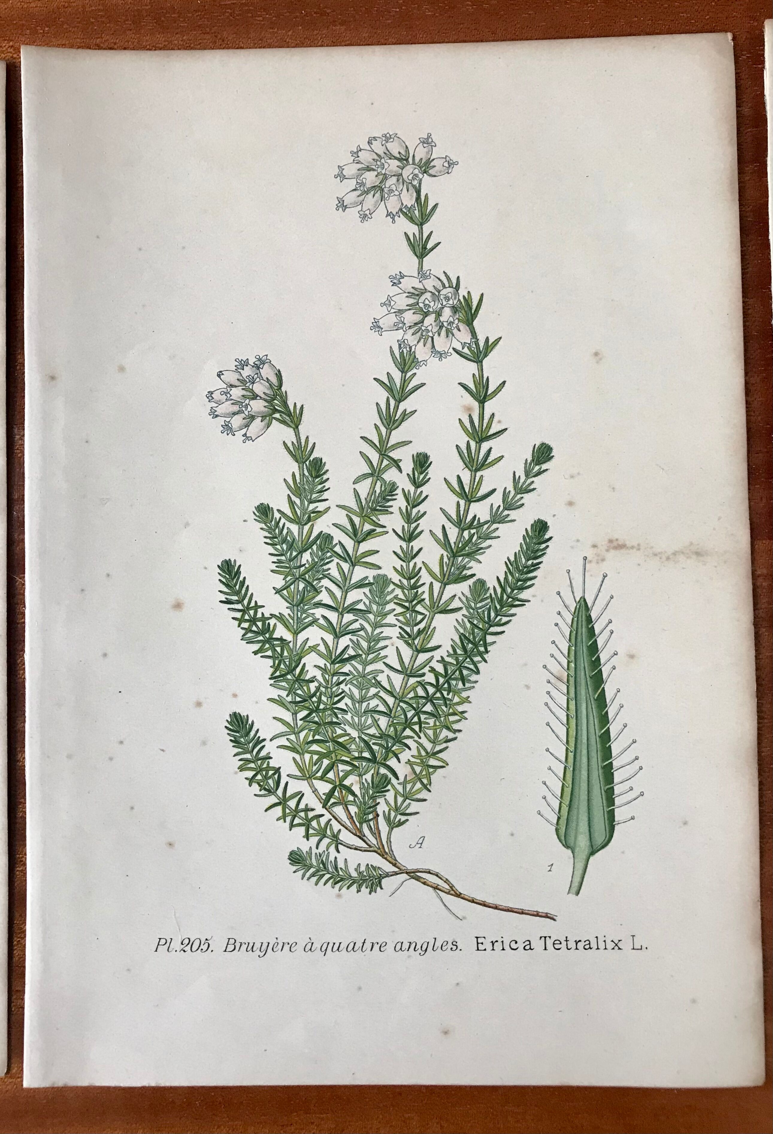 Trio of 19th-century botanical boards
