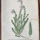 Trio of 19th-century botanical boards