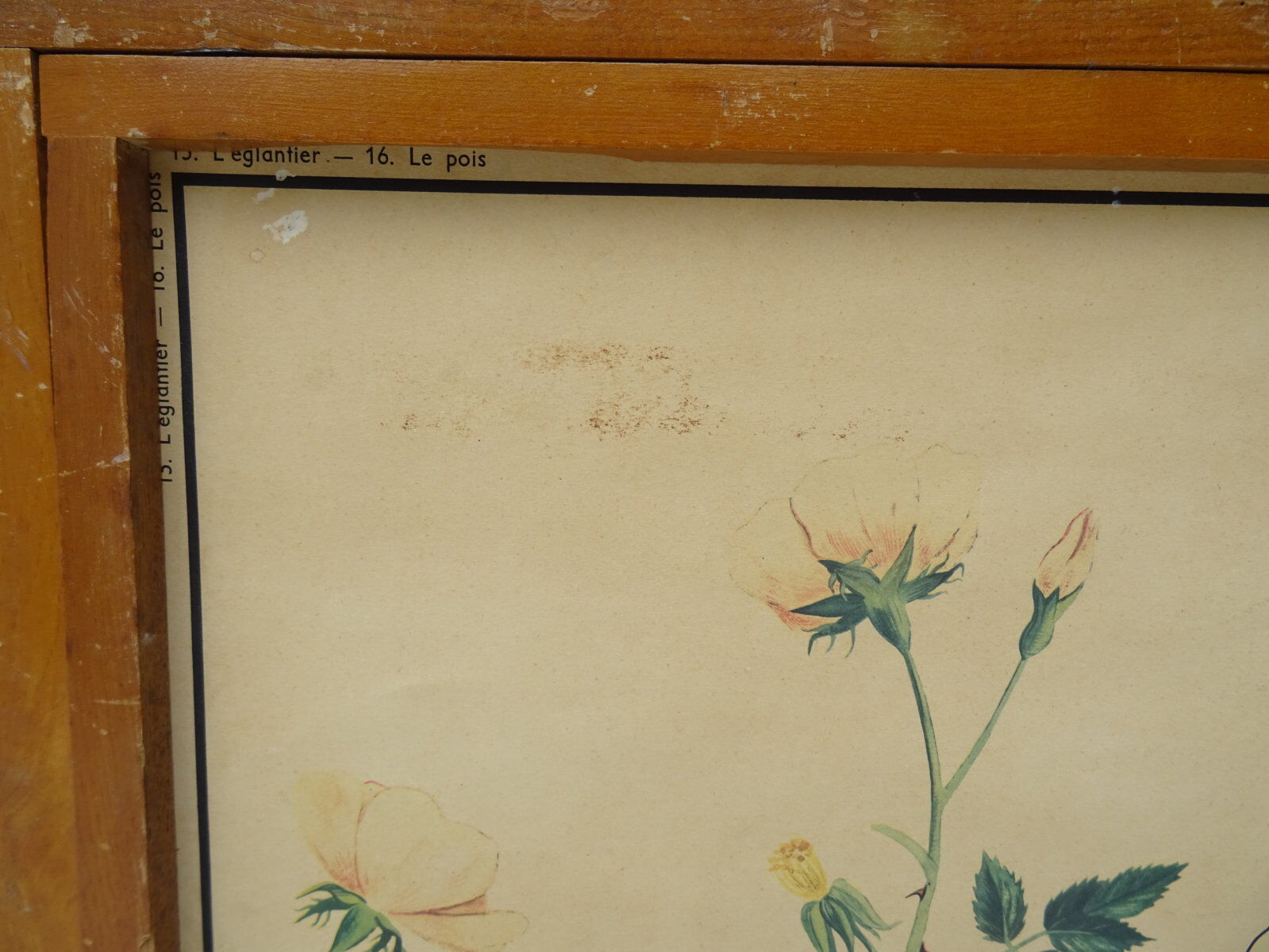 Set of 10 Rossignol posters on plants with frame