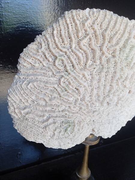 Cabinet of Curiosities 36cm coral brain of Neptune on base