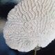 Cabinet of Curiosities 36cm coral brain of Neptune on base