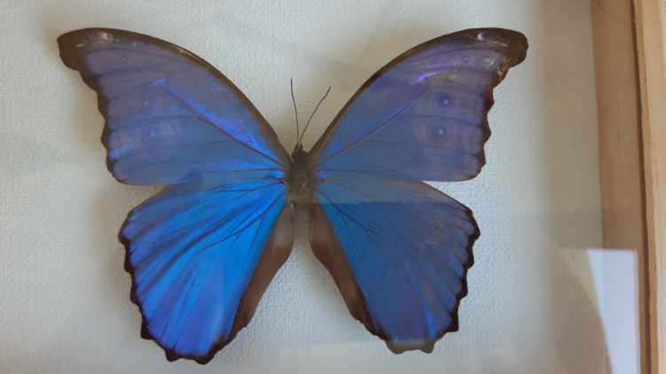 silver blue butterfly frame cabinet of curiosity framing taxidermy