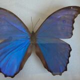 silver blue butterfly frame cabinet of curiosity framing taxidermy