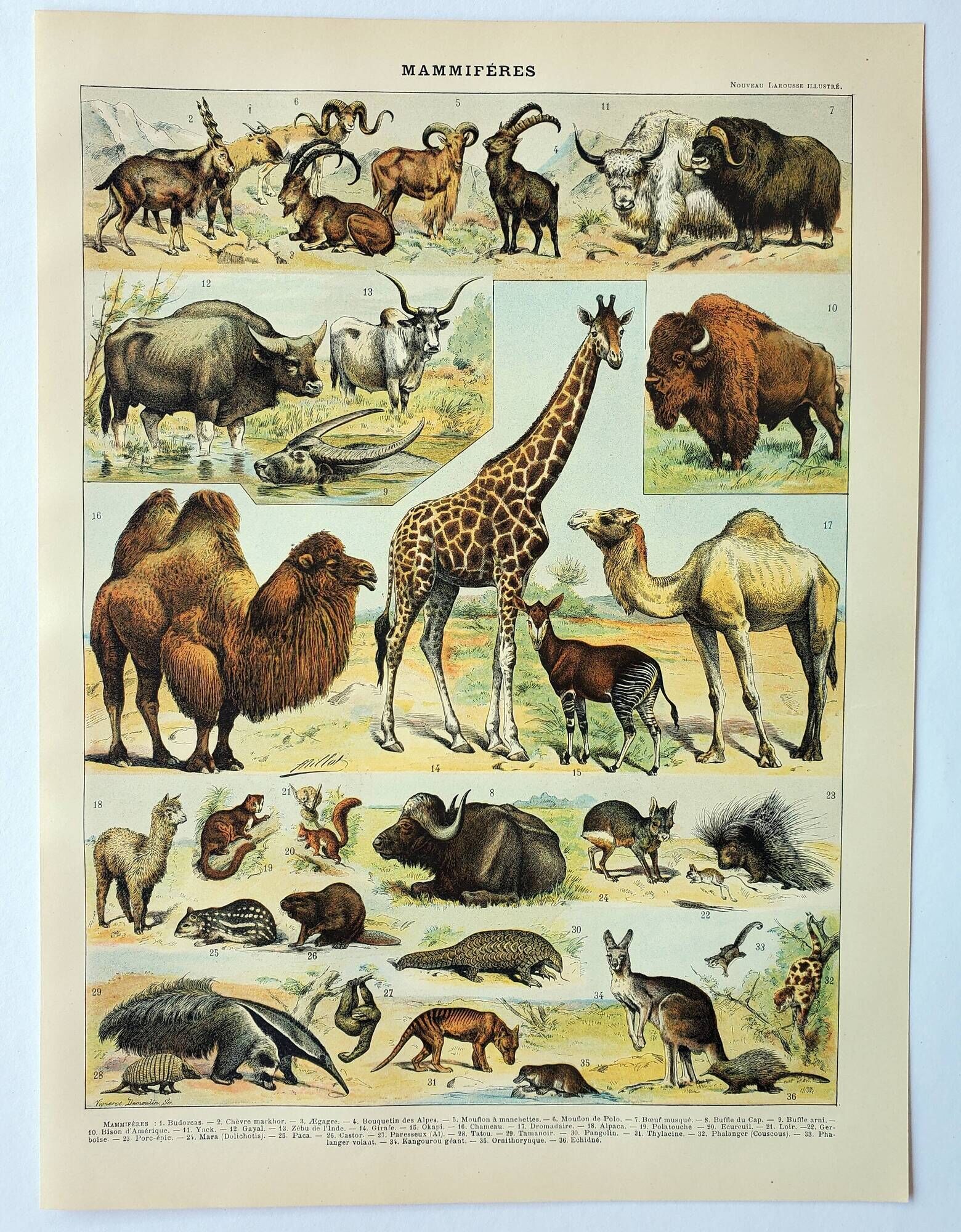 Old engraving 1898, Mammals 2, animals, zoology • Original and vintage lithograph