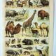 Old engraving 1898, Mammals 2, animals, zoology • Original and vintage lithograph