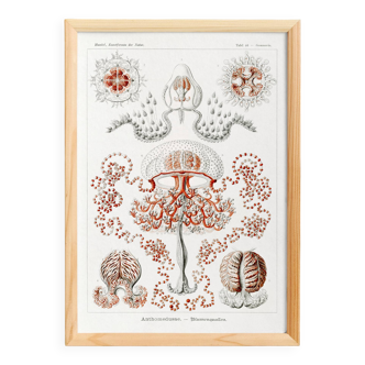 Affiche sur les méduses, d’après une lithographie ancienne de 1904