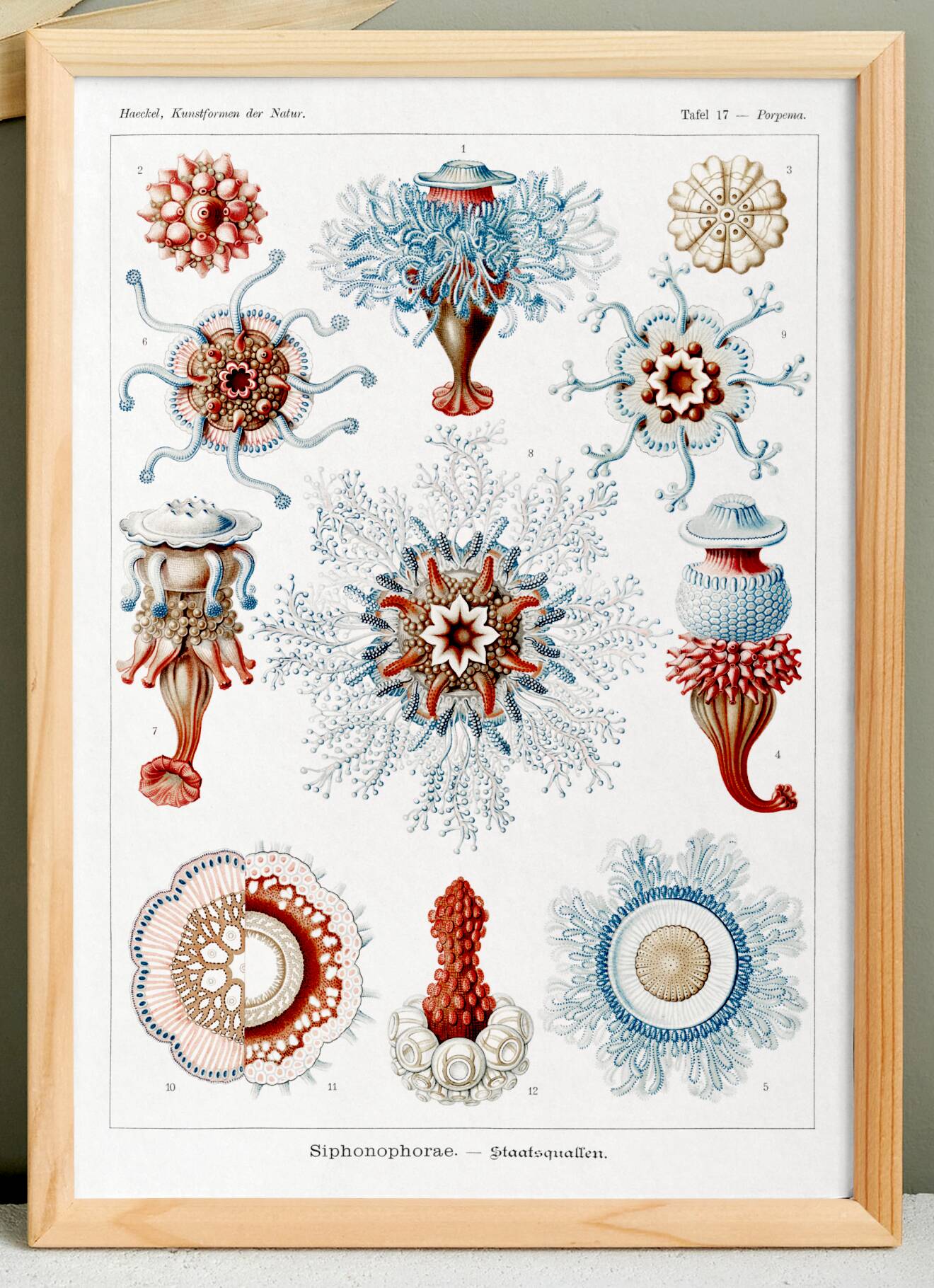 Poster about siphonophores, based on an old lithograph from 1904.