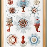 Poster about siphonophores, based on an old lithograph from 1904.