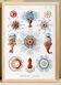 Poster about siphonophores, based on an old lithograph from 1904.