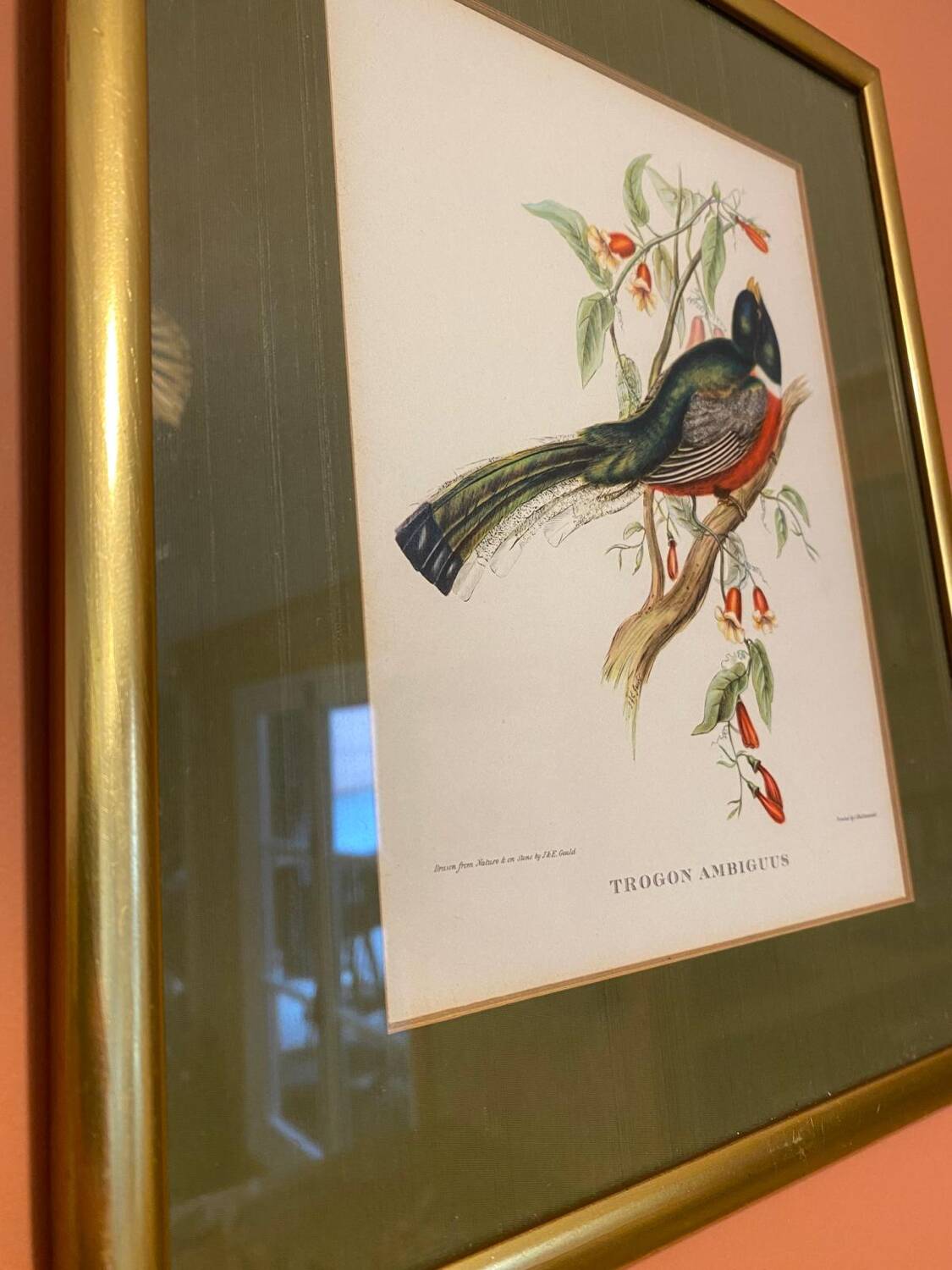 Bird frame 🐦