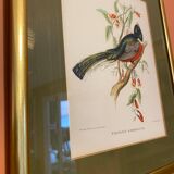 Bird frame 🐦