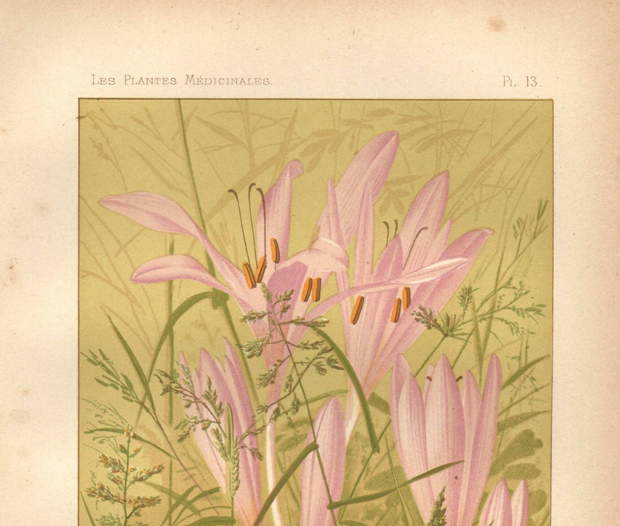 Gravure Botanique de 1889 - Colchique - ancienne Lithographie vintage fleur