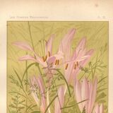 Gravure Botanique de 1889 - Colchique - ancienne Lithographie vintage fleur