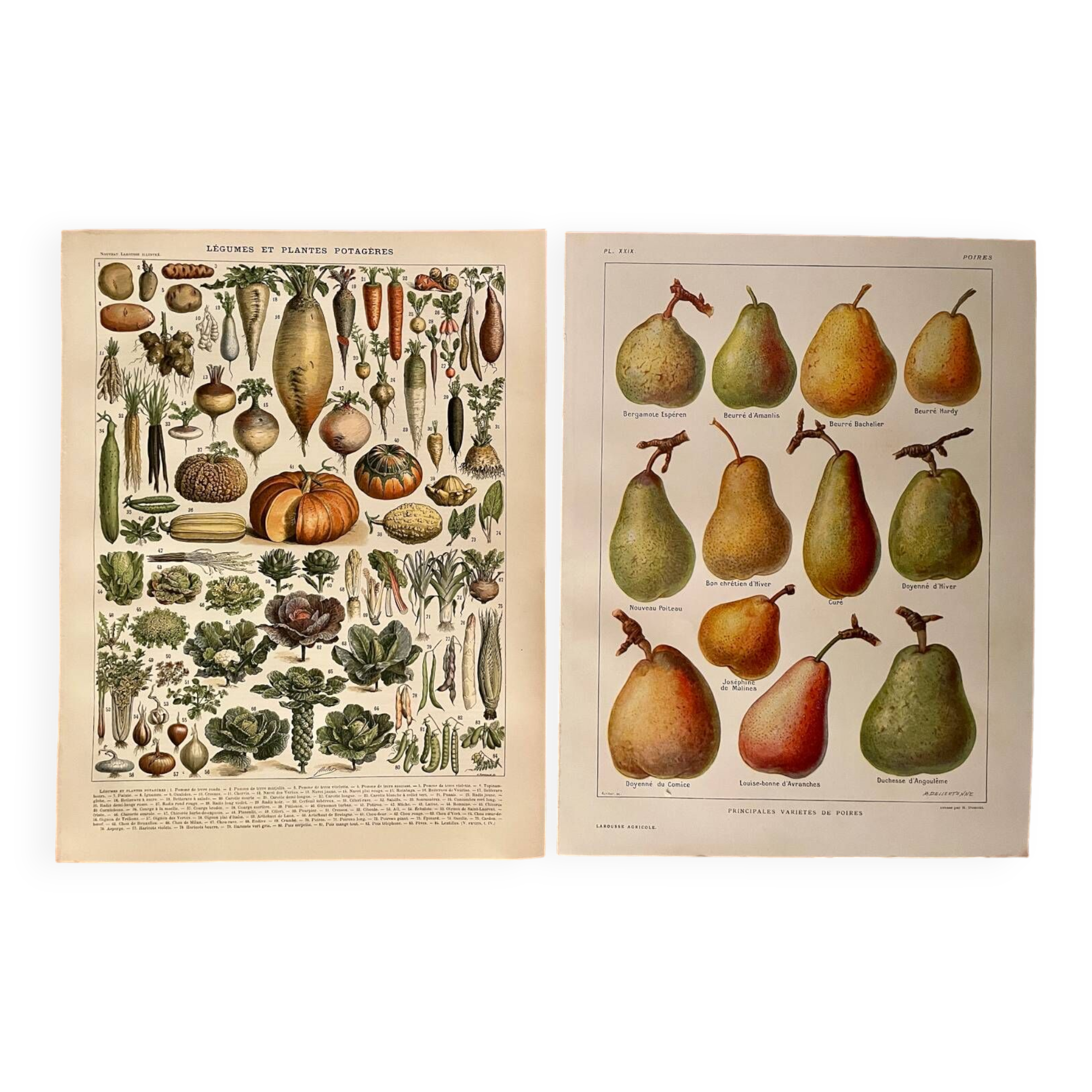 Reserved Sabine B - Lot of 2 lithographs on fruits
