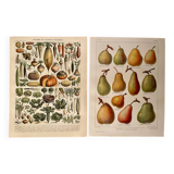 Reserved Sabine B - Lot of 2 lithographs on fruits