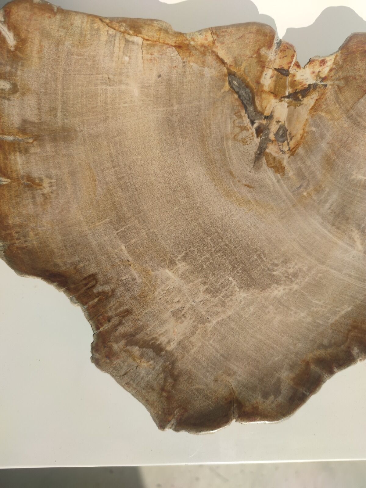 Large empty pocket or flat petrified wood - 30cm