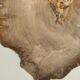 Large empty pocket or flat petrified wood - 30cm