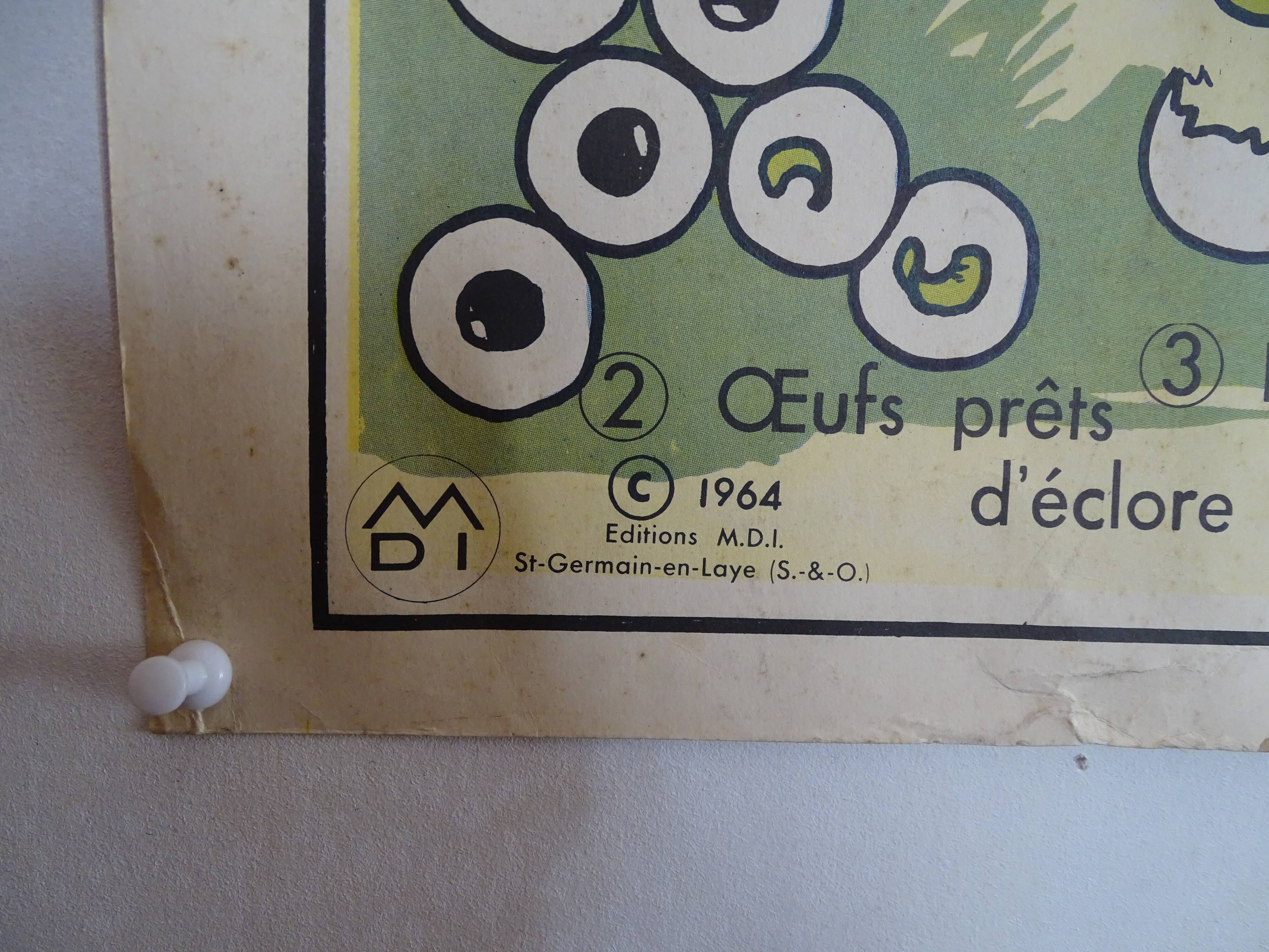 School poster on both sides anatomy batracians and birds . MDI.1964