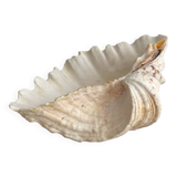 Old holy water stoup shell cabinet of curiosities