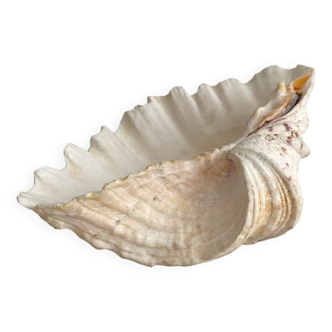 Old holy water stoup shell cabinet of curiosities
