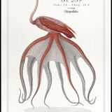 Chimera lithograph animal engraving - the pink flamoulpe