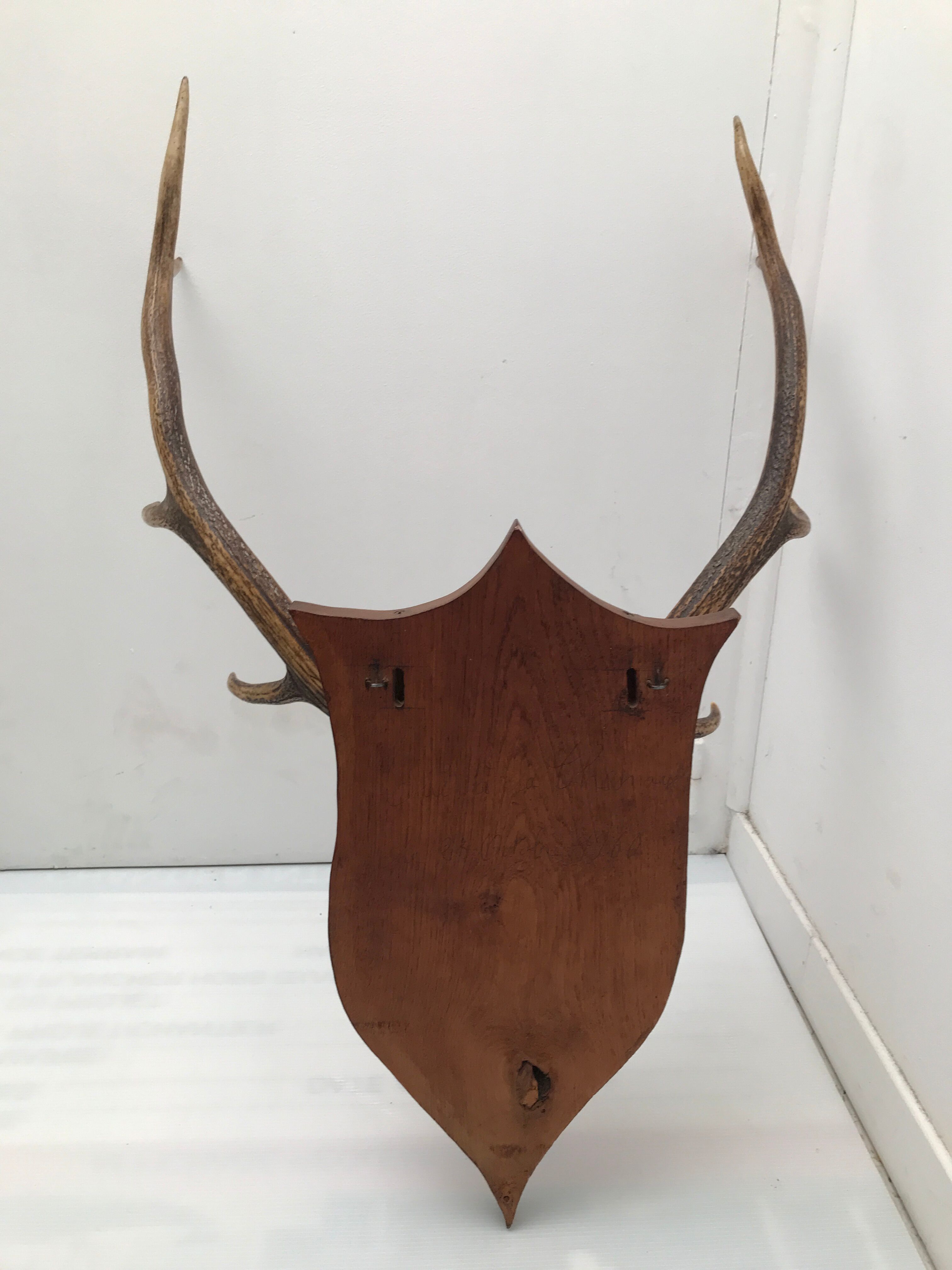 Deer trophy on wooden base 1960
