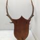 Deer trophy on wooden base 1960