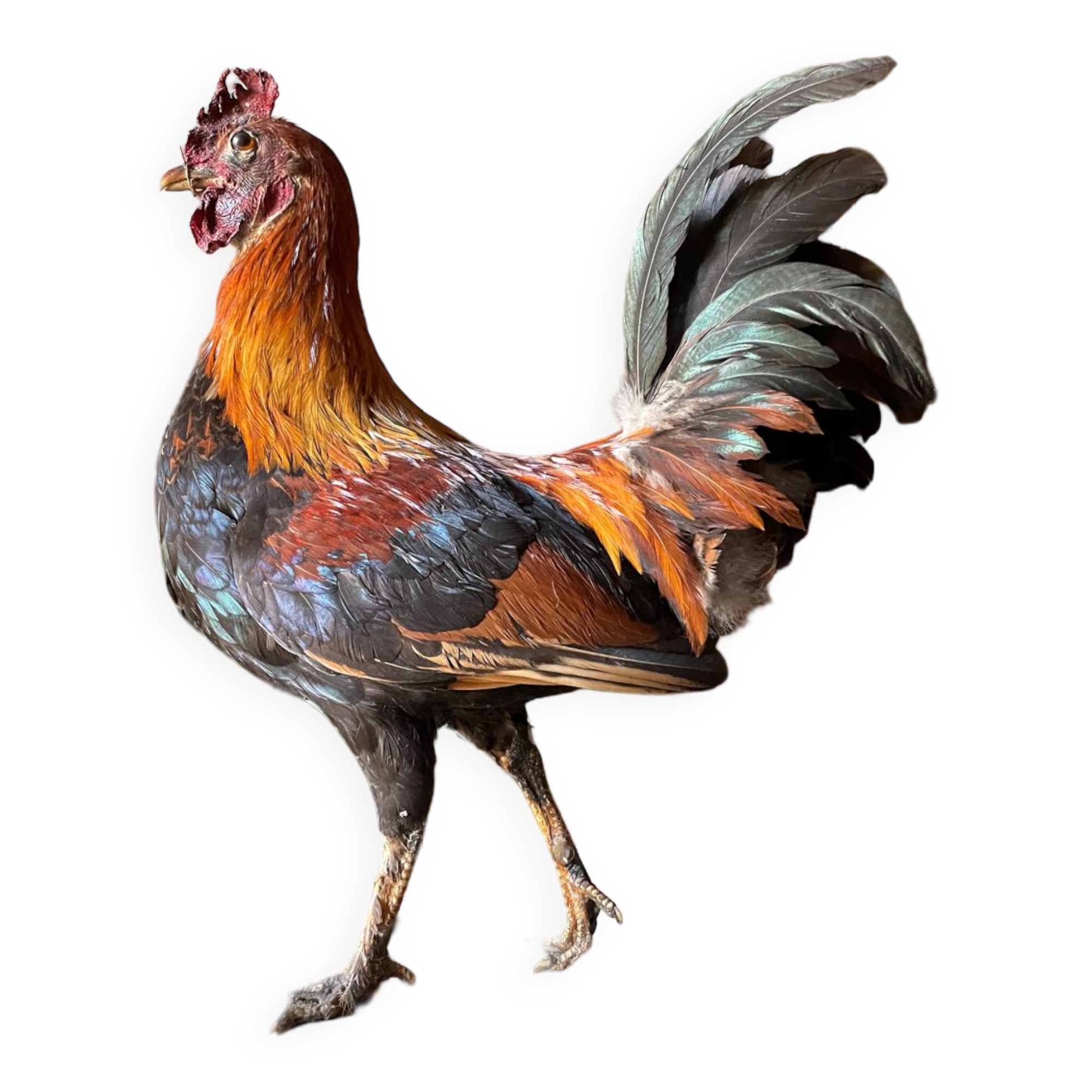 Taxidermy Rooster cabinet of curiosities