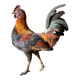 Taxidermy Rooster cabinet of curiosities