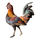 Taxidermy Rooster cabinet of curiosities