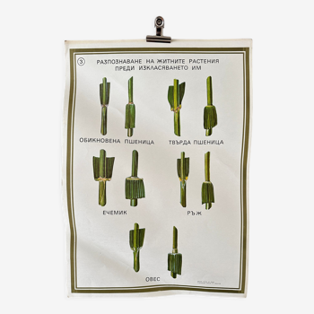 Wheat Botanical Poster 1970's University School Learning Educational Poster