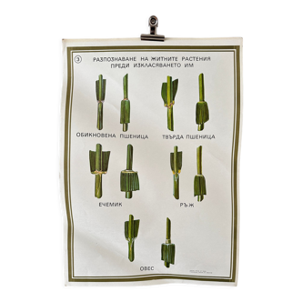 Wheat Botanical Poster 1970's University School Learning Educational Poster
