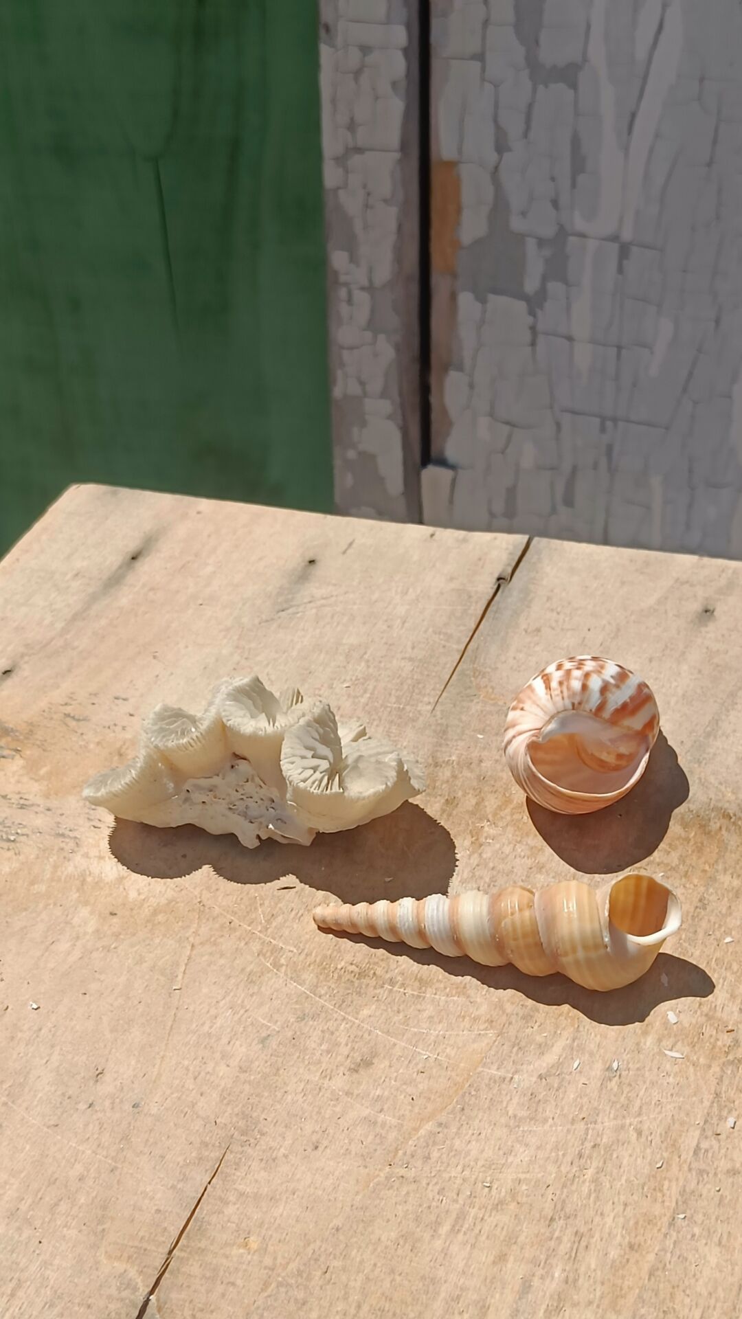Coral and shells