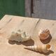 Coral and shells