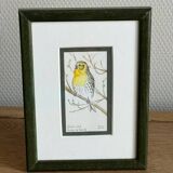 2 aquarelles oiseaux