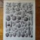 Lithographie originale sur les fruits