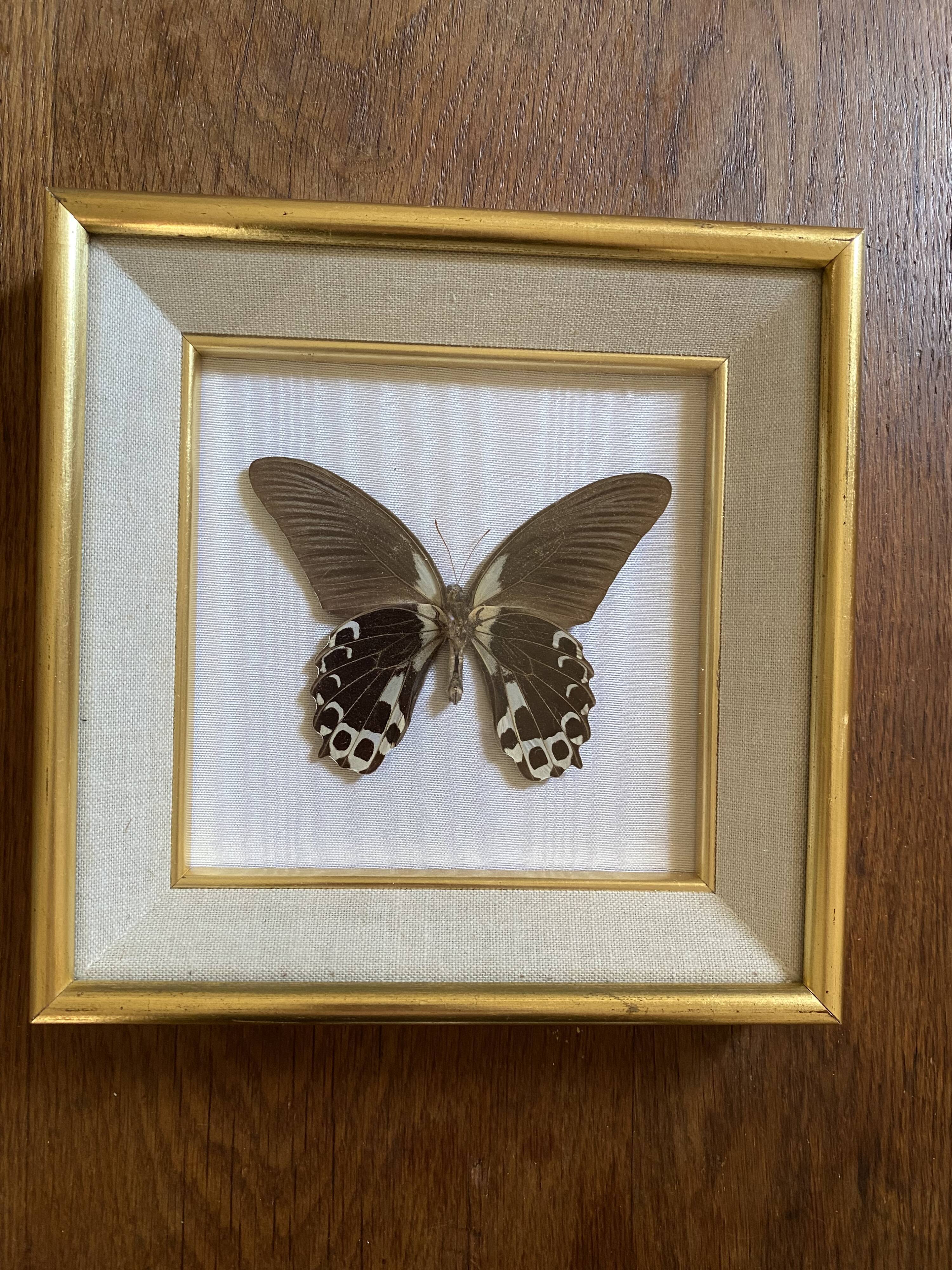 Naturalized butterfly frame, papilio rumanzovia Nelle Guinea.