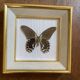 Naturalized butterfly frame, papilio rumanzovia Nelle Guinea.