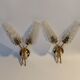 Pair of 1960 wall lamps in gilded brass and cut glass