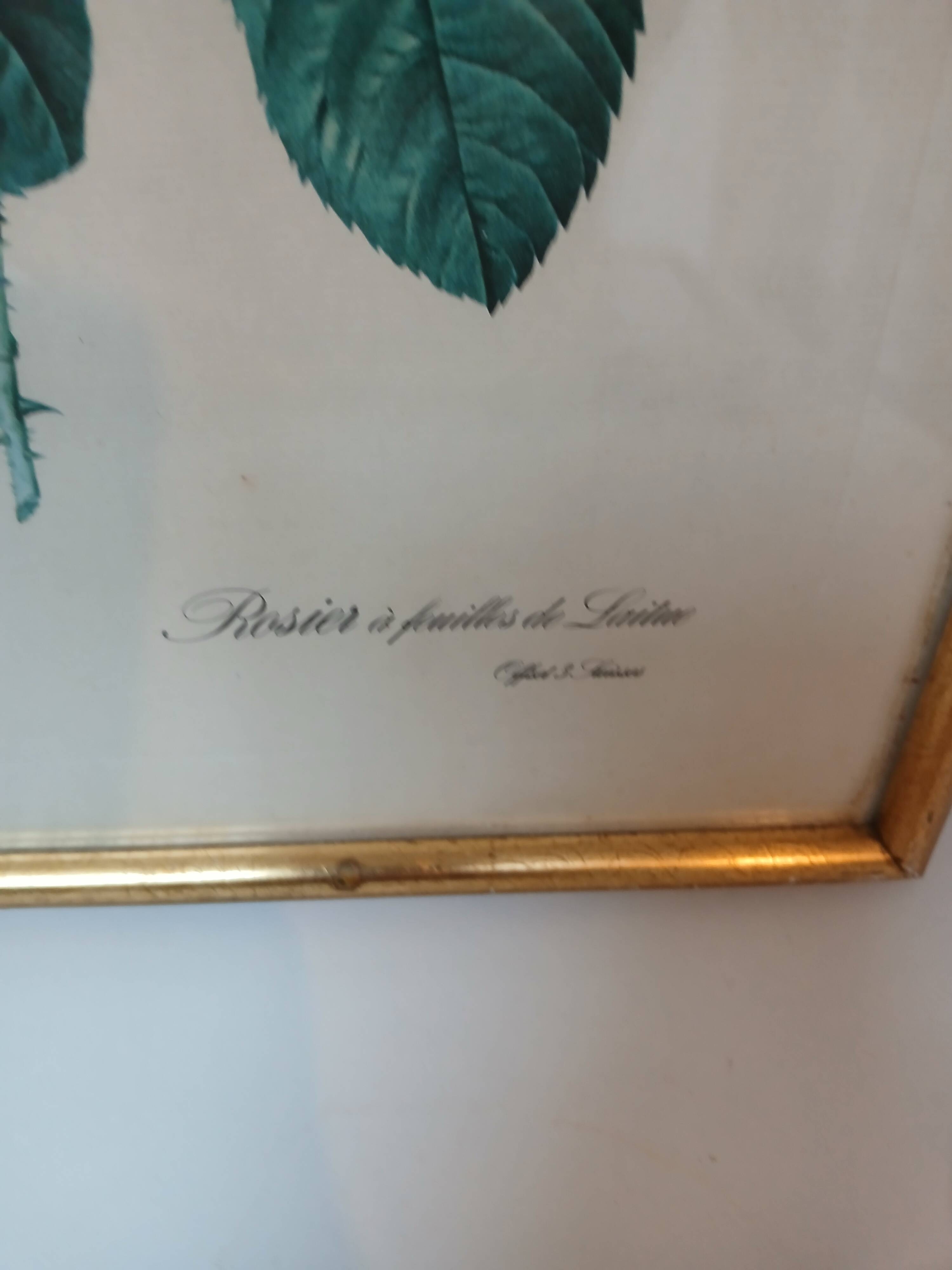 Old frame Rose bush with lettuce leaves PJ Redouté