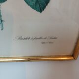 Old frame Rose bush with lettuce leaves PJ Redouté