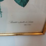 Old frame Rose bush with lettuce leaves PJ Redouté