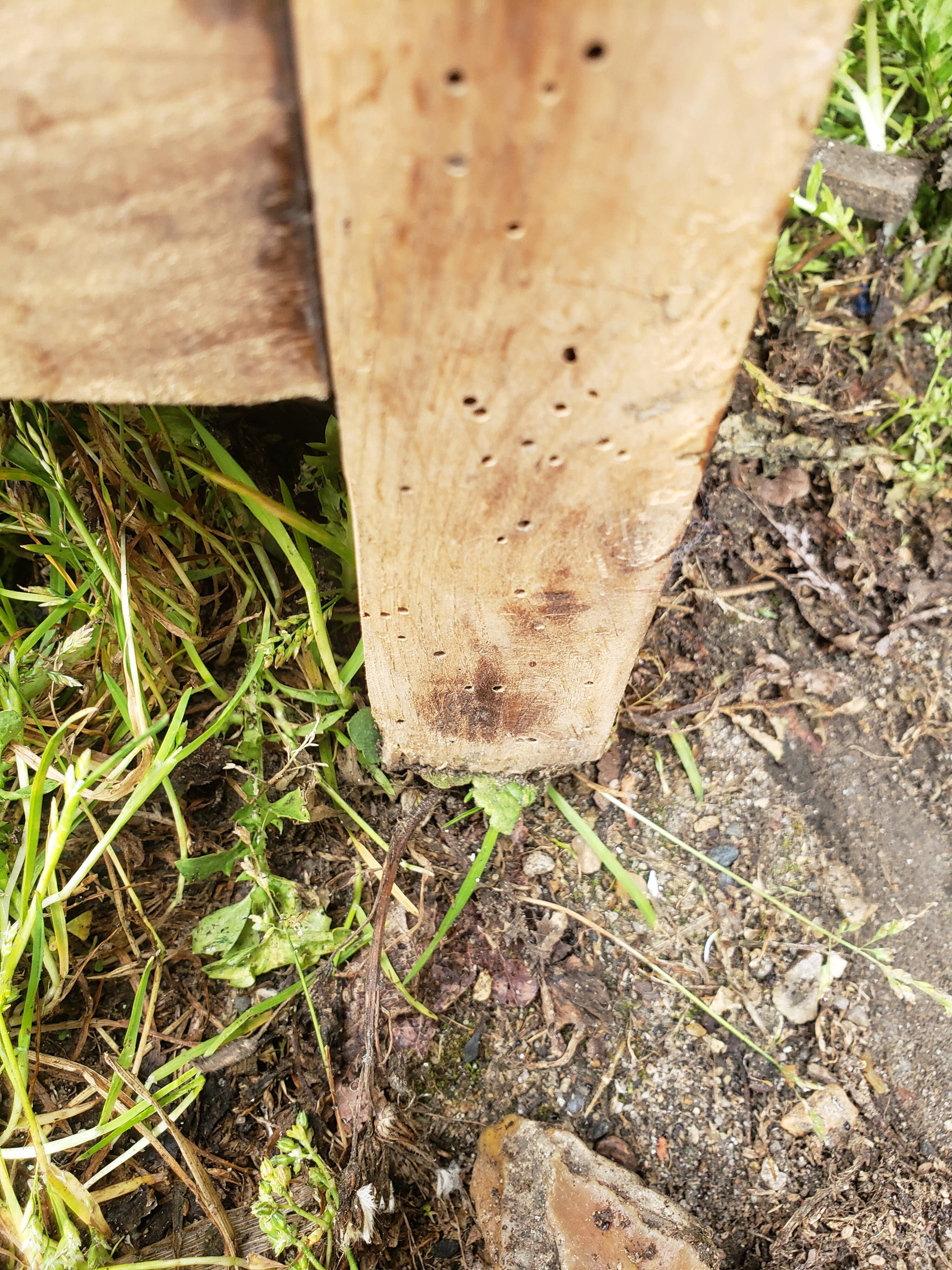 Parisian wardrobe wood in the rough "skirts"