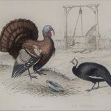 Ornithological Plate, Buffon 1838 "Rooster, Hen, Turkey, Guinea Fowl"