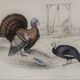 Planche Ornithologique, Buffon 1838 "Coq, Poule, Dindon, Pintade"