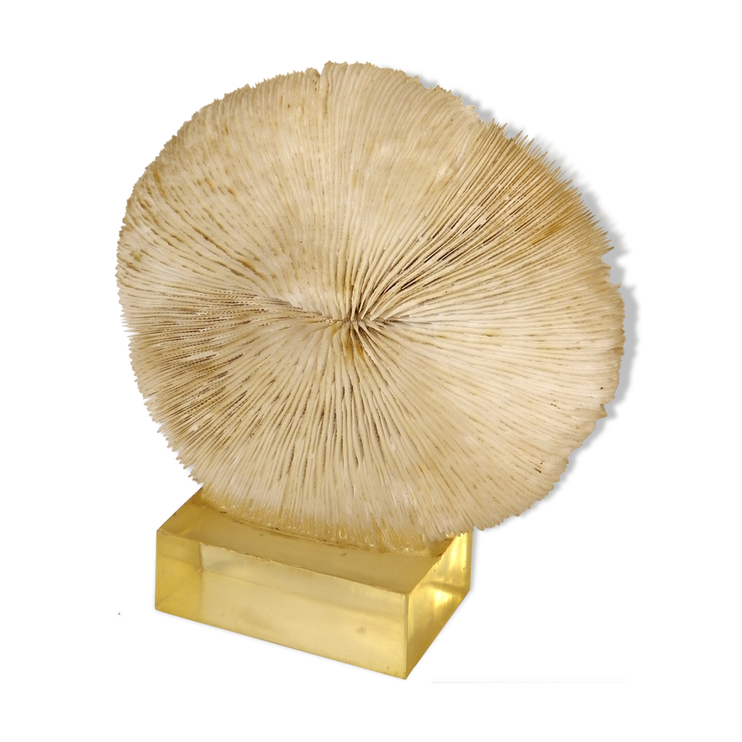 Coral on its resin base